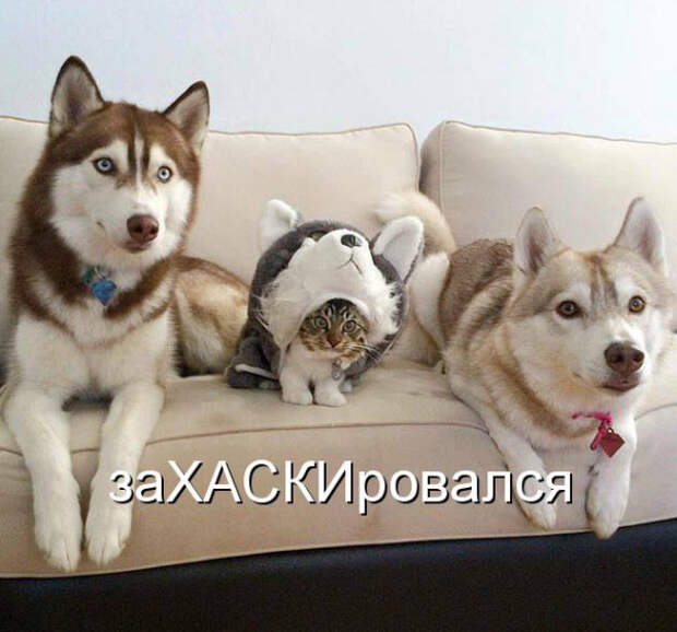 Прикольные картинки (30 фото)
