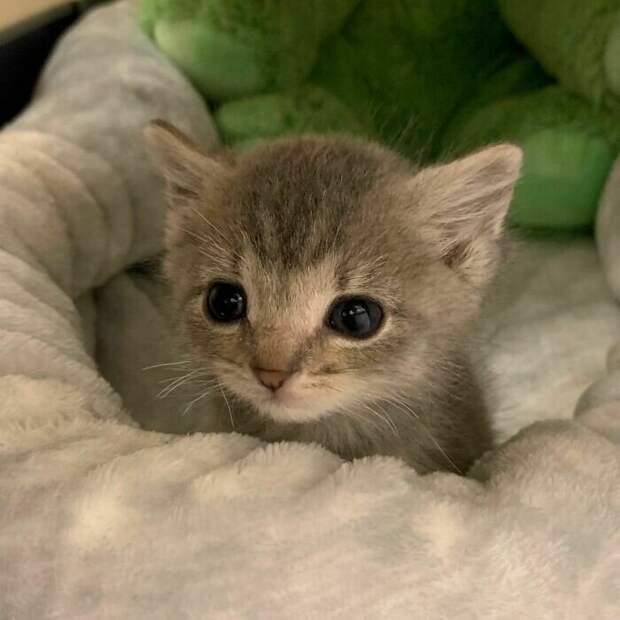 Незаконно маленькие котейки, которые своруют ваше сердце