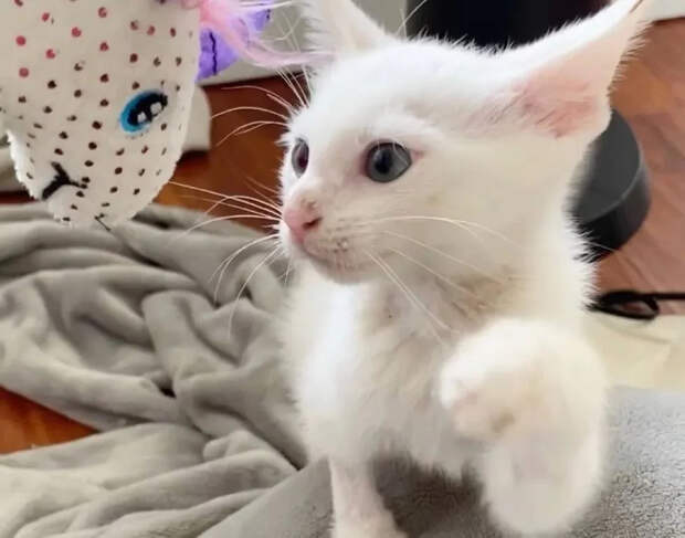 Без кота и жизнь не та