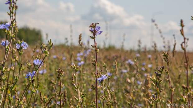 В Госдуме предложили выдавать аллергикам сертификаты на очистители воздуха