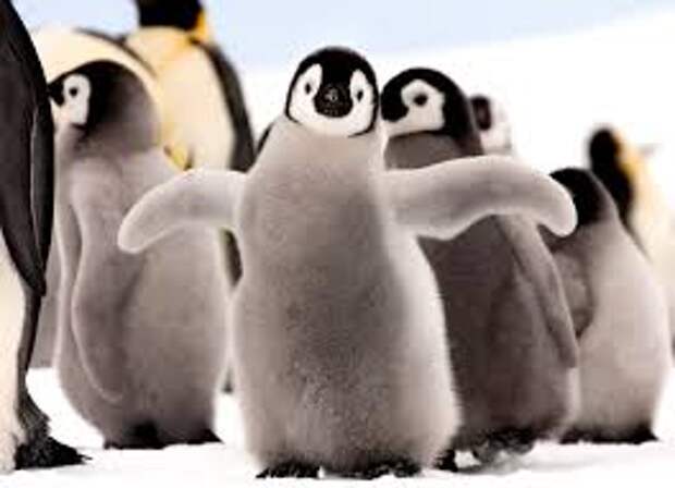 детеныш императорского пингвина