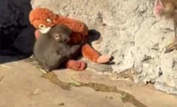 Фото: @sushmitha4akhil/X