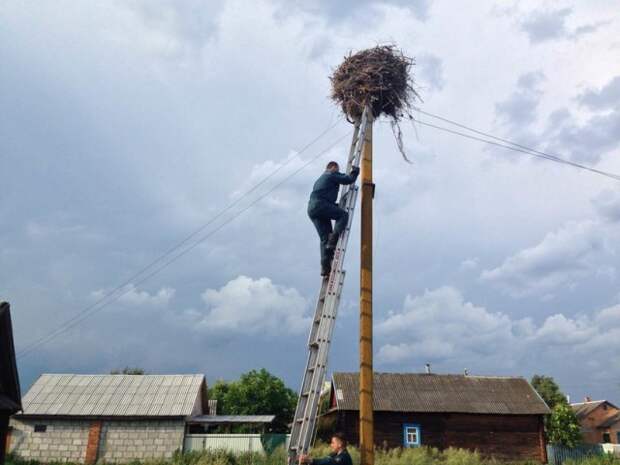 В Брестской области работники МЧС приехали спасти выпавшего из гнезда аиста Брест, аист, мчс, спасение птенца