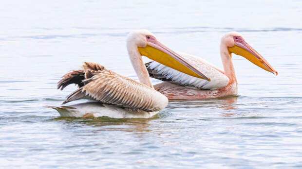 Розовые пеликаны прилетели в Крым
