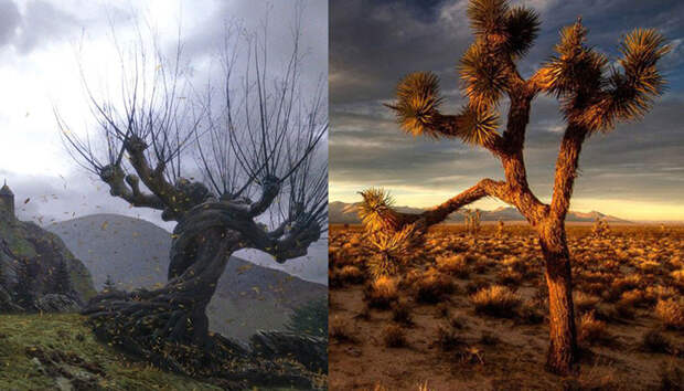 Деревья, которые стали легендой благодаря искусству, или Безмолвные «звёзды»