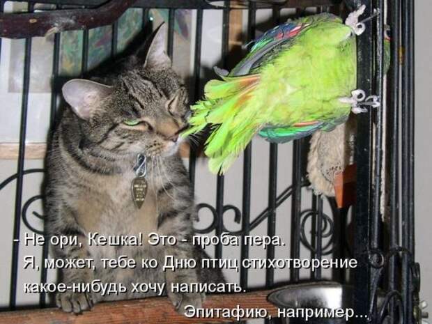 Лучшие котоматрицы недели (50 фото)