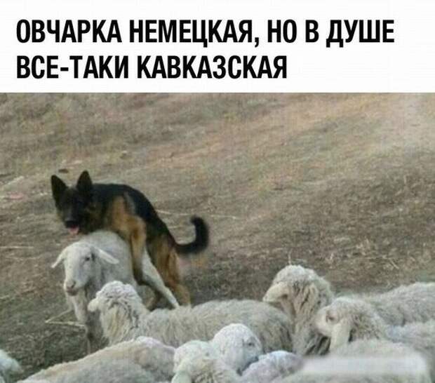 инторнэтное насобиралово