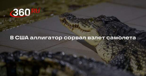 В аэропорту Джорджии аллигатор выбежал к полосе и помешал взлету самолета Delta