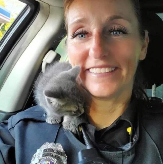 Котенок и полиция