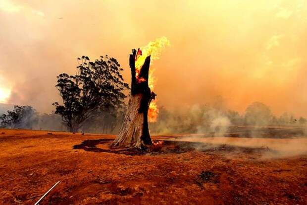 Почти 3 млрд животных погибли или покинули места обитания из-за пожаров в Австралии