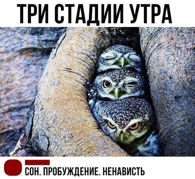 Прикольные комментарии и СМС-диалоги