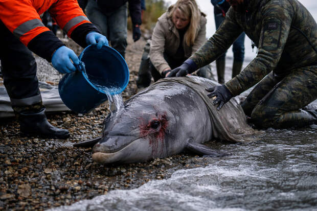 Раненого дельфина без левого глаза попытались спасти в Краснодарском крае