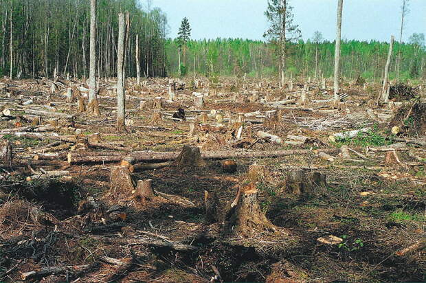 Русский лес безжалостно вырубают ради экспорта в Китай