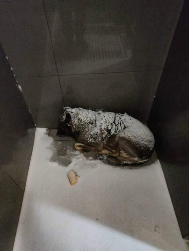 Уволенному за спасение собаке курьеру предложили работу в ростовском парке