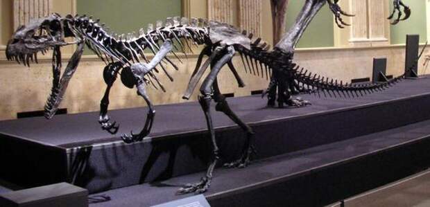 Ученые описали новый вид кемеровских динозавров-бегунов