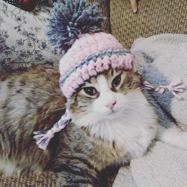 Котейки, знающие толк в моде на милые шапочки Котейки, знающие толк в моде на милые шапочки