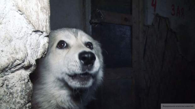 Прокуратура проверит казанский приют после смерти замерзшей собаки