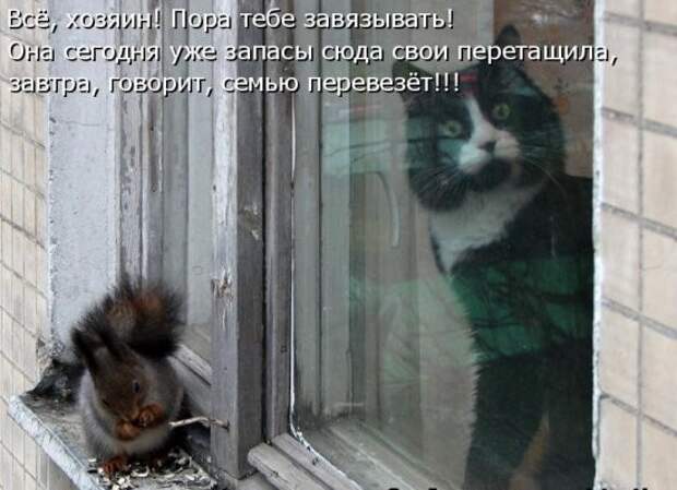 Котоматрица 20
