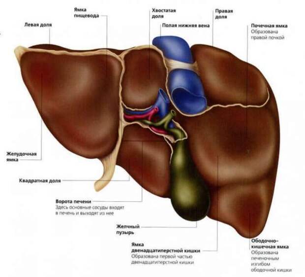 На сколько лет рассчитана наша печень