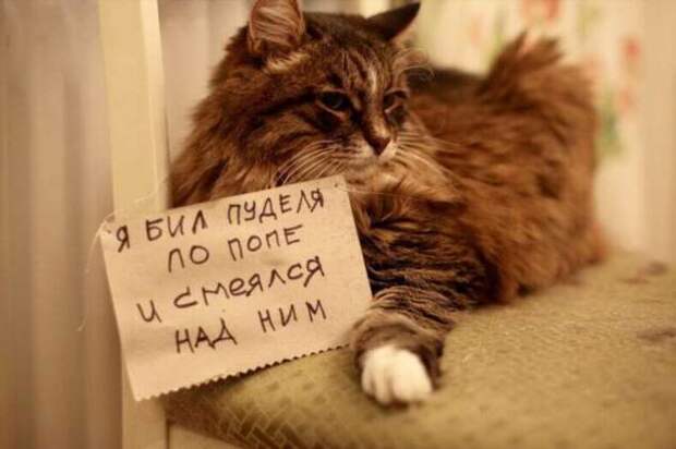 28 провинившихся котиков, которые признались в своих проделках