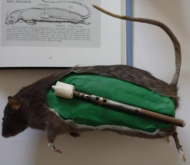 Крысы-бомбы – секретное оружие британских спецслужб времён Второй мировой. Предполагалось подкидывать трупик крысы, начинённый взрывчаткой, в котельные заводов, фабрик и поездов. Работники, обнаружившие крысу, должны бросить её в огонь, что приведёт к взрыву котла. Проект не пошёл в дело, но рассматривался на полном серьёзе.