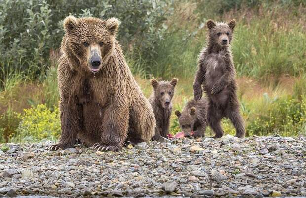 mama-bear-catches-a-salmon-to-feed-her-cubs-13