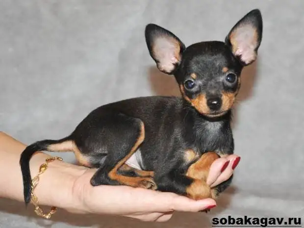 Той терьер собака. Описание, особенности, уход и цена той терьера