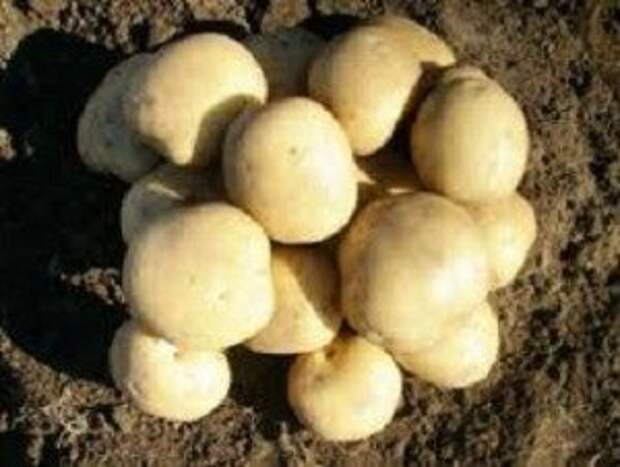 сорта картофеля для посадки в Подмосковье