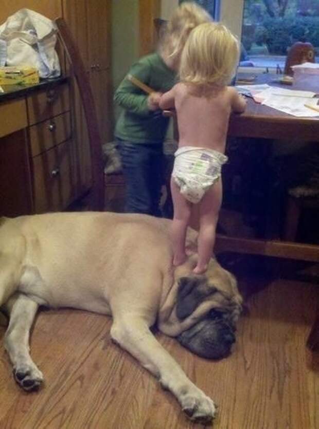 This dog who doubles as a stool.