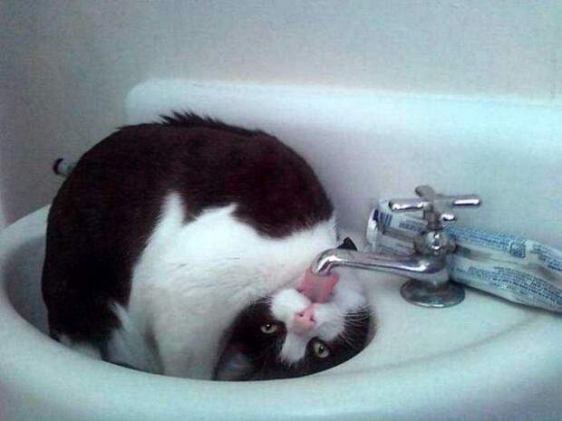 35 котов, которые не боятся воды