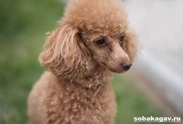 Карликовый пудель собака. Описание, особенности, уход и цена карликового пуделя