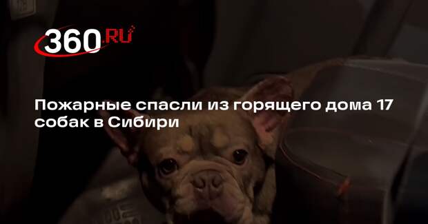 Пожарные спасли из горящего дома 17 собак в Сибири