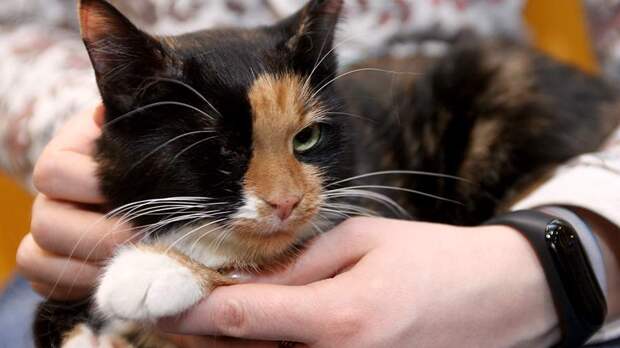 Психолог указала на пользу поглаживания кошек для гипертоников