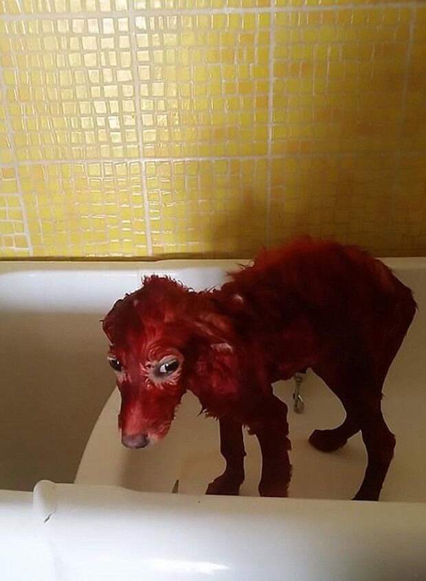 Защитники животных прифигели когда увидели у беженца красную собаку