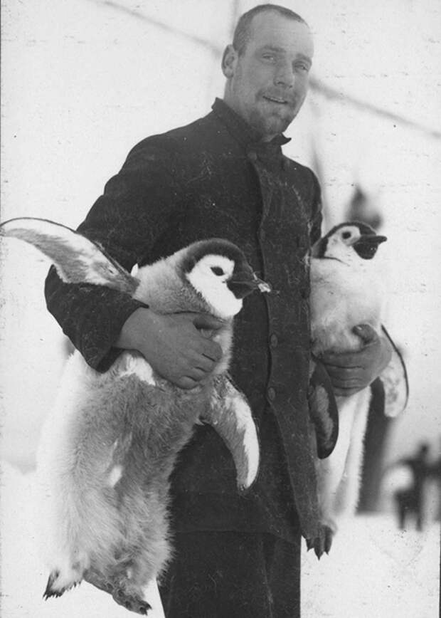 Штурман Хьюберт Хадсон несет птенцов пингвинов.