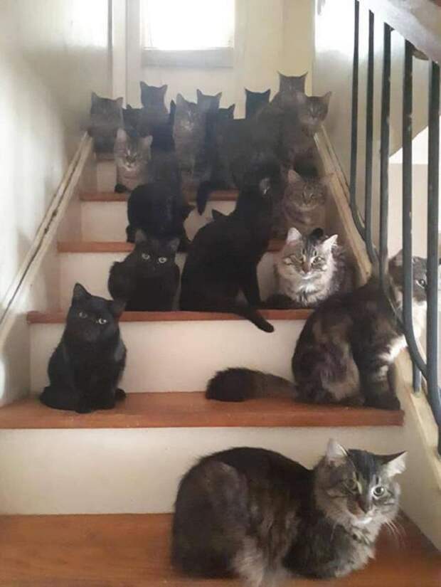 Коты сидят Коты на лестнице