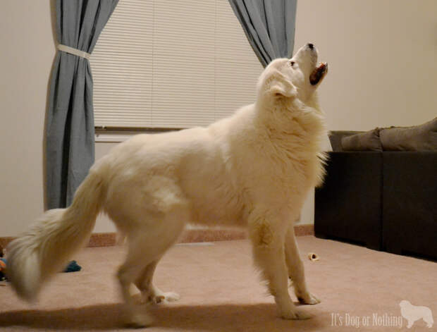 Great Pyrenees