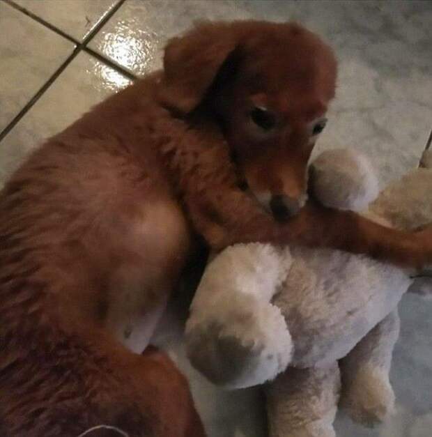 Защитники животных прифигели когда увидели у беженца красную собаку