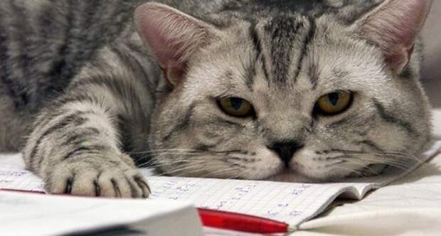 http://myhappyblog.ru/wp-content/uploads/2013/07/nichego-ne-hochu.jpg