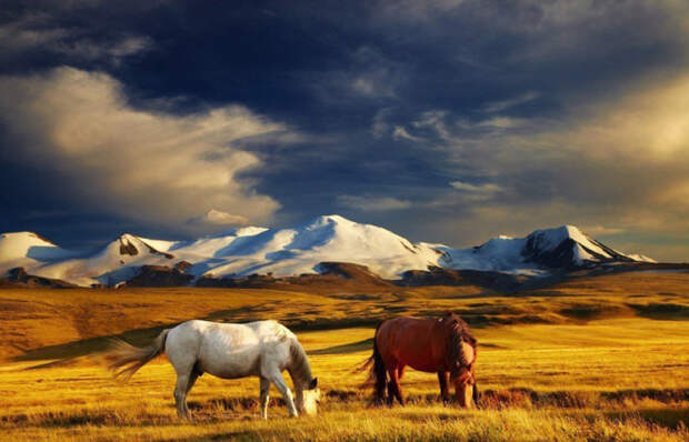 Лошади, пасущиеся на плато Укок. / Фото: netuleny.com