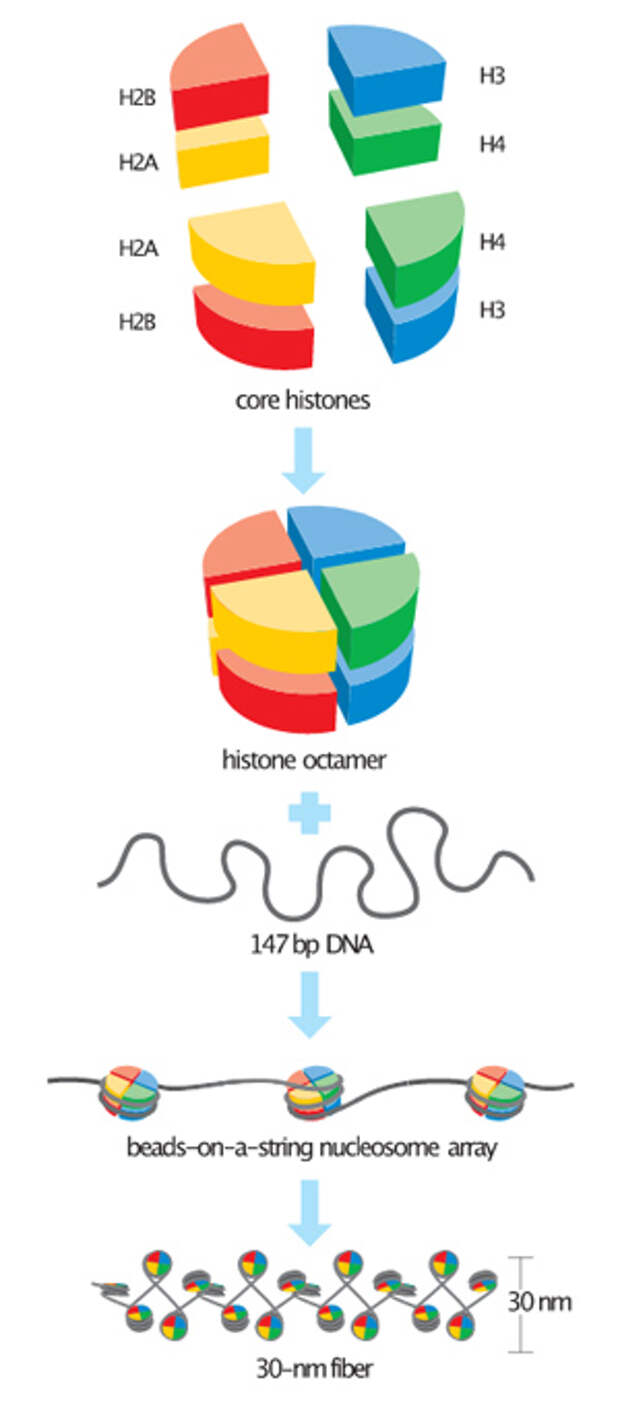 Рис. 2. Наша ДНК упаковывается путем «наматывания» на нуклеосомы, состоящие из белков гистонов
