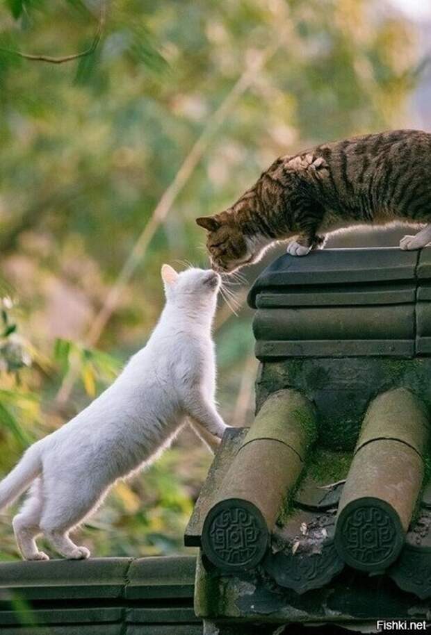 682cf94dd0b92fb539d1f6712ec0f373 (474x700, 88Kb)