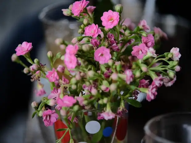 9 красивых растений для подоконников на восточной стороне