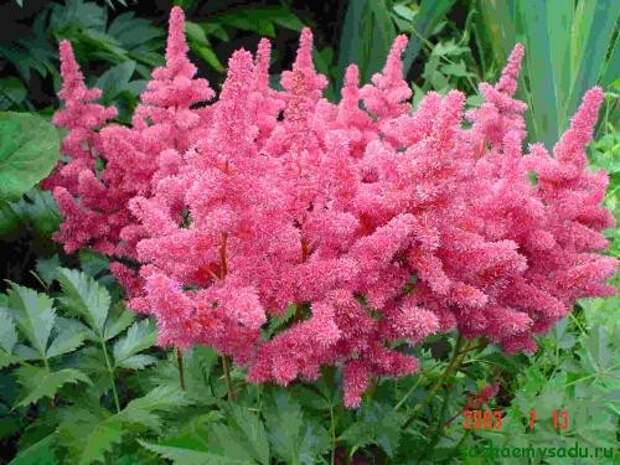 астильба астильба