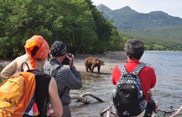 На медведя с фотоаппаратом! животные, путешествия, факты, фото