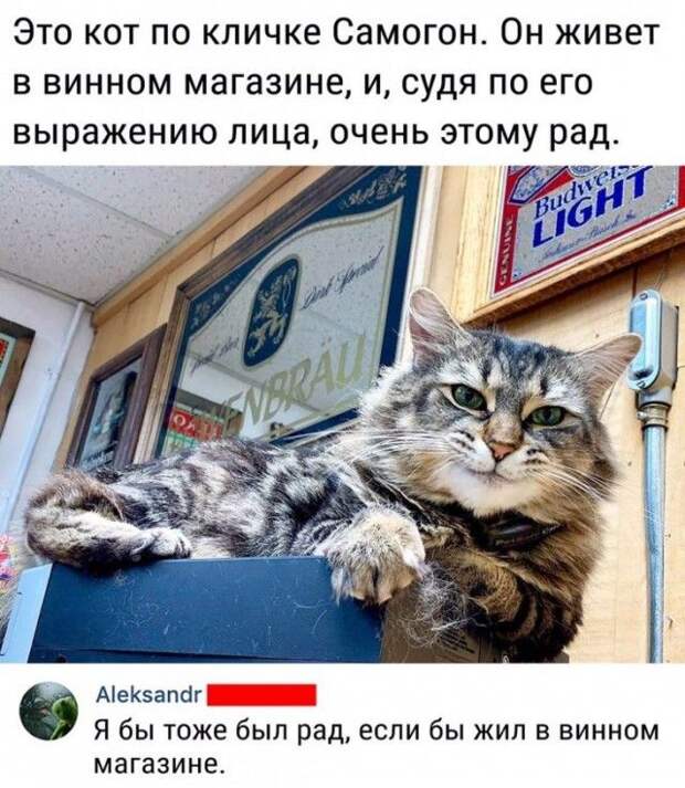 kartinok-prikolnyh-podborka-kartinki-smeshnye-kartinki-fotoprikoly