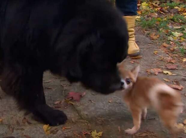 Этот очень маленький чихуахуа сумел спасти своего огромного старшего брата ньюфаундленда видео, животные, собаки, спасение