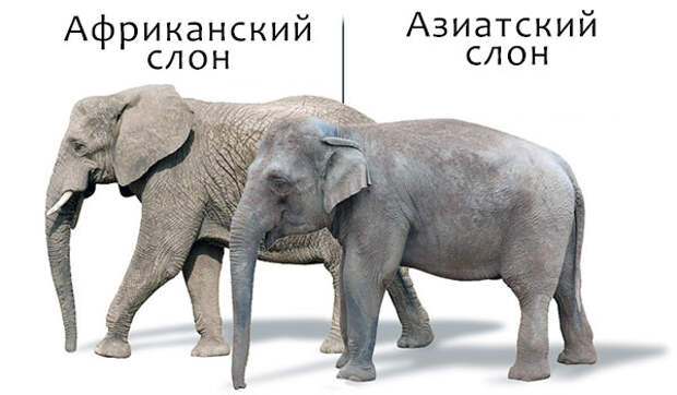 Интересное о слонах