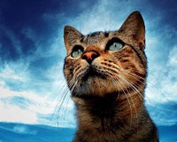 Любимые коте:) 3