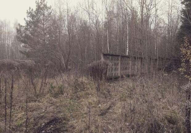Спрятан в лесу.